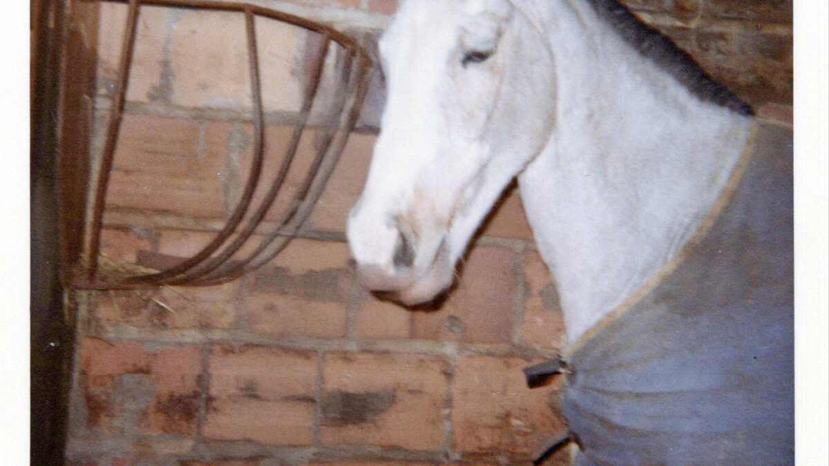 Old memory photo of Elsie, a white horse
