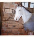Old memory photo of Elsie, a white horse