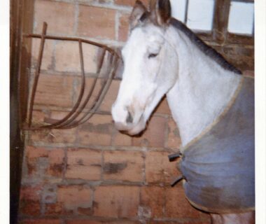 Old memory photo of Elsie, a white horse