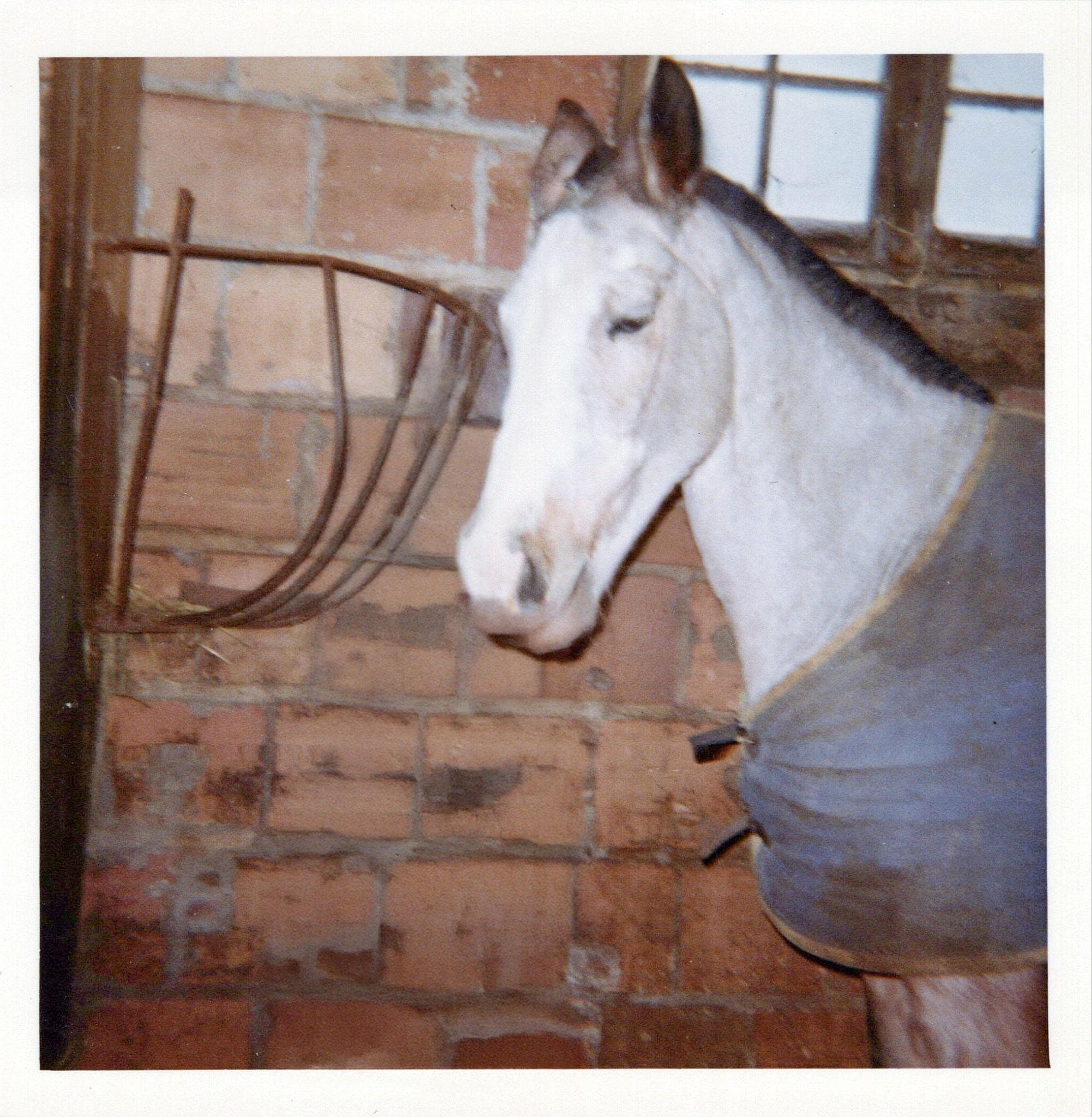 Old memory photo of Elsie, a white horse